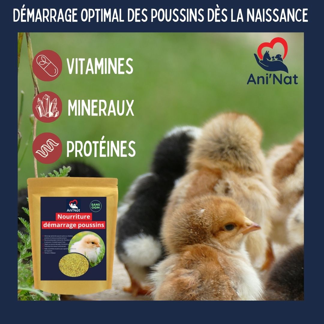 Nourriture démarrage poussins, aliment 1er âge complet avec huiles essentielles, vitamines et minéraux