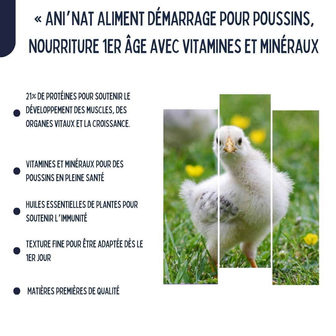 Nourriture démarrage poussins, aliment 1er âge complet avec huiles essentielles, vitamines et minéraux