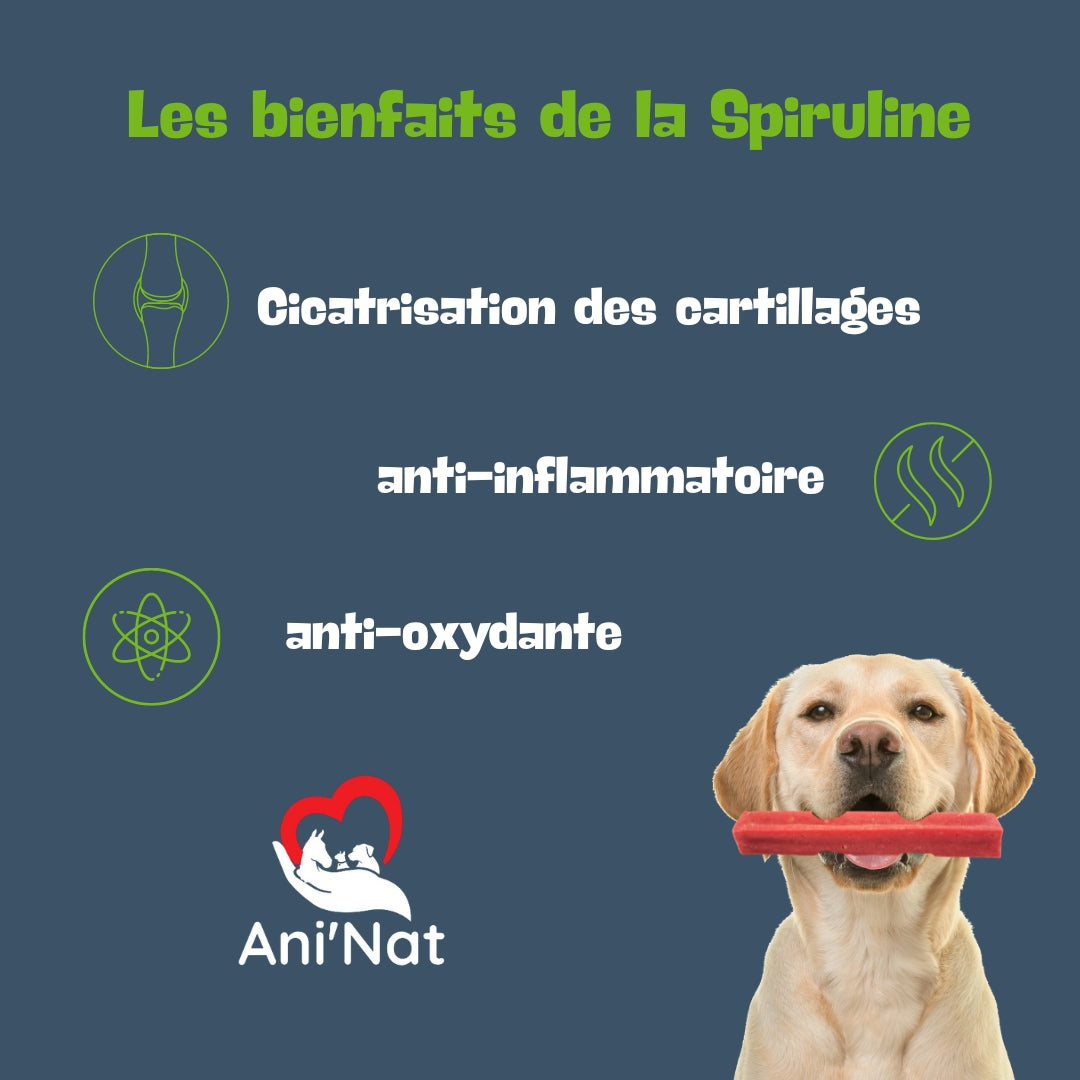 Ani'Nat Os à Mâcher Longue Durée - Recette Himalaya Fromage Yak - goût Spiruline - Friandise Chien 100% Naturelle - Santé Dentaire - Plaisir Fruité - Toutes Races de Chiens
